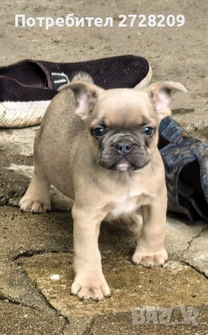Френски Булдог/ French Bulldog, снимка 14 - Френски булдог - 51410450