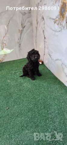 той пудел и мини пудел, снимка 4 - Пудели - 52047566