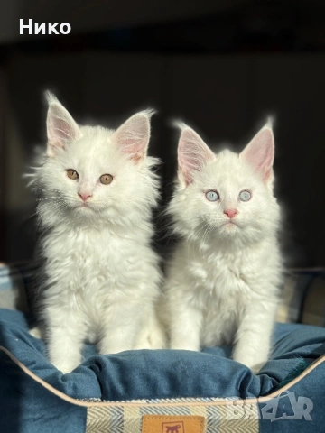 Мейн кун котенца / Мейн куун котенца / Maine coon kittens