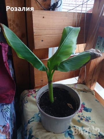 Студоустойчив банан, снимка 1