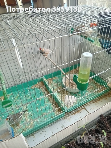 амадинки, снимка 2 - Амадини - 53821589