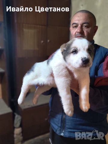 Алабай, снимка 5 - Средноазиатска овчарка - 53167876