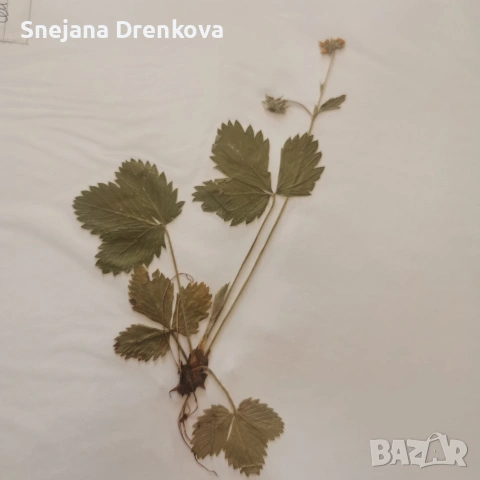 Систематичен хербарий, снимка 8 - Ученически пособия, канцеларски материали - 53371016