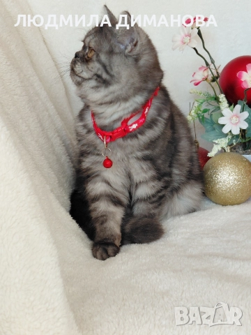 Персийско екзотично момиче. , снимка 6 - Персийска - 52690091