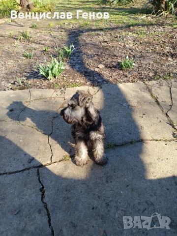 Цверг шнауцер, цвергшнауцер мини шнауцер, снимка 4 - Други - 53054533