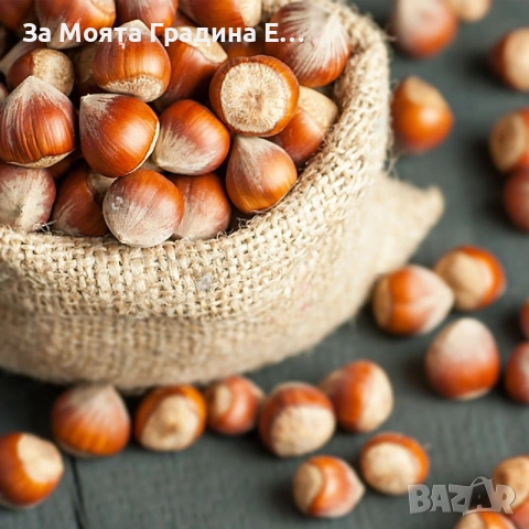 Лешник 2 сорта, снимка 2 - Градински цветя и растения - 53623420