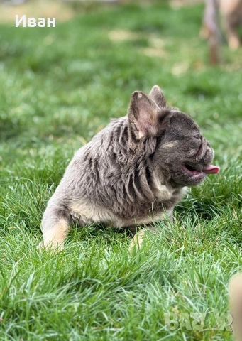 Френски Булдог, снимка 8 - Френски булдог - 53140354