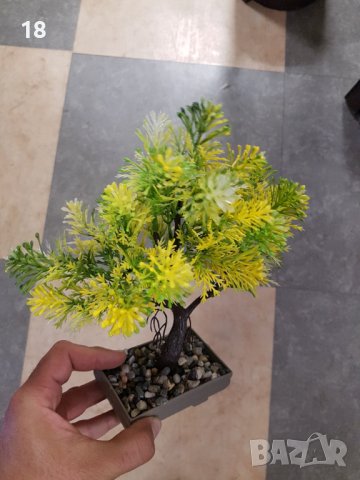 Бонсай , Бонзай, снимка 5 - Декорация за дома - 40376319