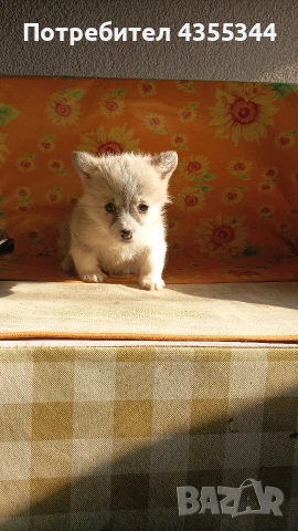 Уелско Корги