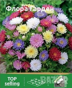 СЕМЕНА - Цветя едногодишни, снимка 10 - Сортови семена и луковици - 44836072