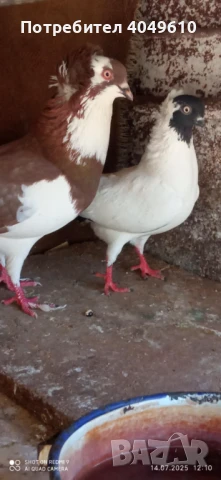 декоративни гълъби, снимка 1
