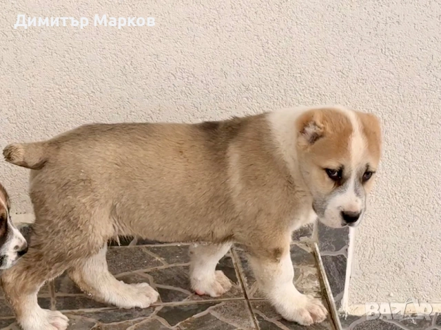 Кученца АЛАБАЙ(САО), снимка 6 - Алабай - 53439801