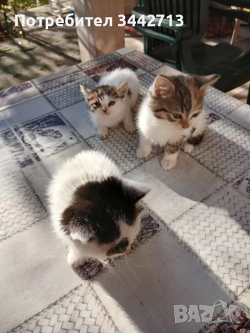 Подарявам 4 котета на 2 месеца, снимка 2 - Други - 52406490