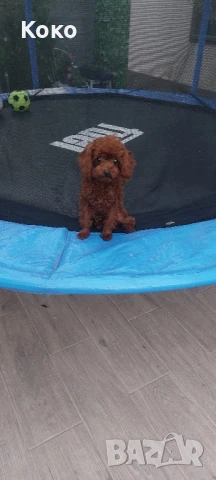 пудел Тийкъп/Той пудел за разплод , снимка 8 - Пудели - 51018130