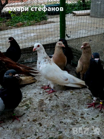 Римски гълъби (Рьомери), снимка 11 - Гълъби - 51181839