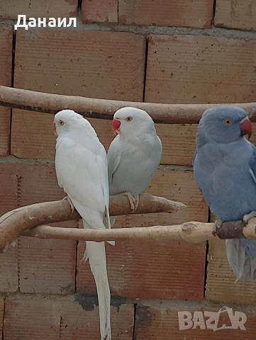 Малък Александър 