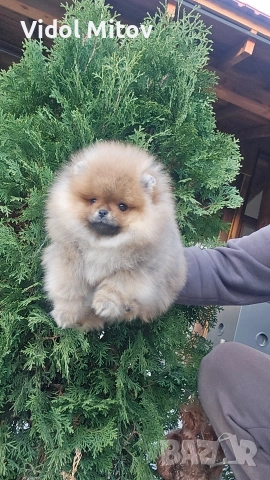 Мини Померан момче 