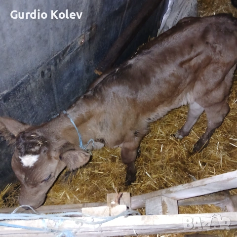 Телета , снимка 5 - Крави - 53483716