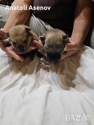 Мини немски шпиц-Померан, снимка 6 - Шпиц - 52797251