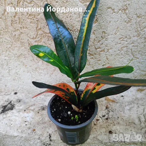разкошни стайни растения , снимка 4 - Стайни растения - 56140195