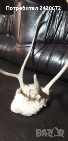 рога на  малък  северен  елен, снимка 3 - Декорация за дома - 42535404