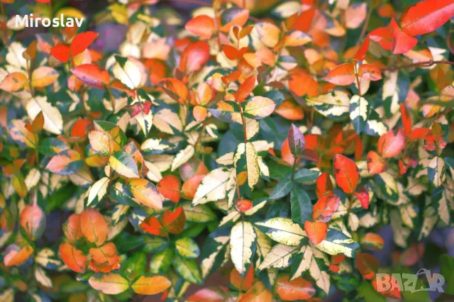 Азиатски Жасмин-(Триколор), снимка 2 - Градински цветя и растения - 49373875