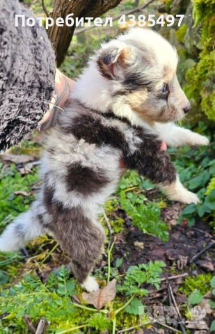 Момче Шелти мини Коли , снимка 3 - Коли - 53650176
