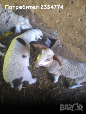 овце с агнета, снимка 5 - Овце - 53711725