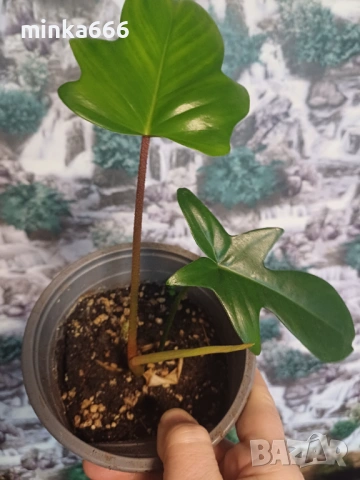 Вкоренен филодендрон Флорида.