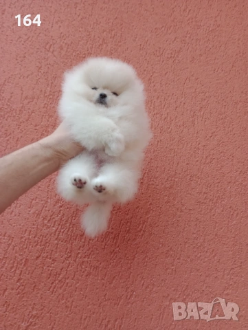 Миниатюрно мини момиченце. Померан. Реални снимки от 24.01.26 г., снимка 9 - Померан - 53209760