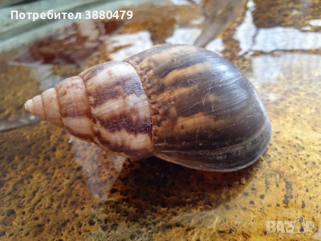 черупка от голям кафяв охлюв от шри ланка, снимка 1