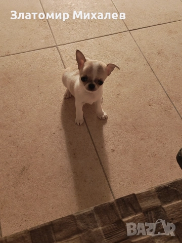 Търсим готини мадами, снимка 7 - Чихуахуа - 52983004