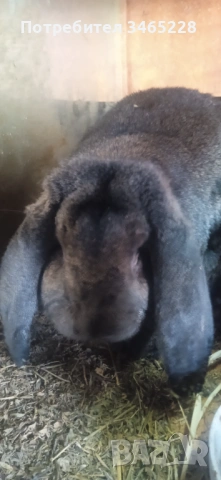 Кочовати зайци, снимка 3 - Други животни - 53248125