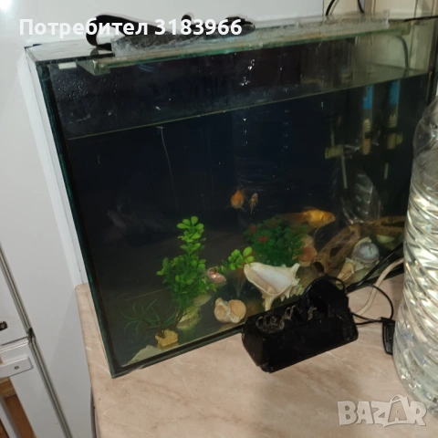 голям аквариум с рибки оборудван 50 х 40 х 24, снимка 13 - Аквариуми - 53830698