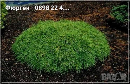 Лъжекипарис Нана – Chamaecyparis Filifera Nana, снимка 2 - Разсади - 52714380