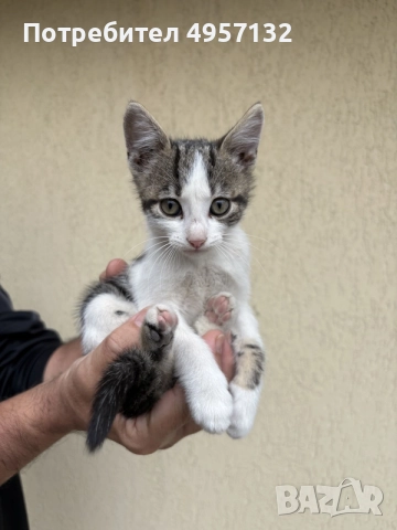 Котенца на 2 месеца, снимка 3 - Други - 56185958