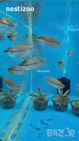 Трихогастер Леери, снимка 3 - Рибки - 50168968