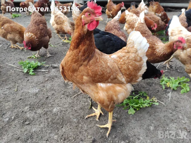 Домашни яйца , снимка 2 - други­ - 50025515