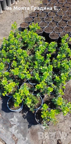 Боровинки няколко сорта , снимка 7 - Градински цветя и растения - 53744175