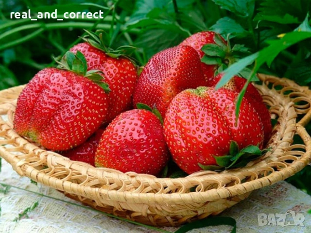 Само ЗА ЦЕНИТЕЛИ Уникален БИО разсад Ягоди и Малини, снимка 4 - Разсади - 53748363