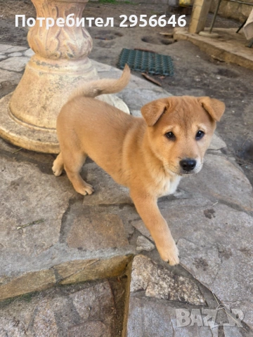 Продавам кученца, снимка 3 - Шиба ину - 53574717