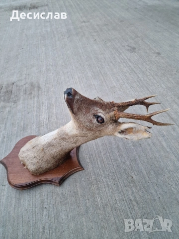 Препариран трофей Сръндак, снимка 2 - Други - 53035381