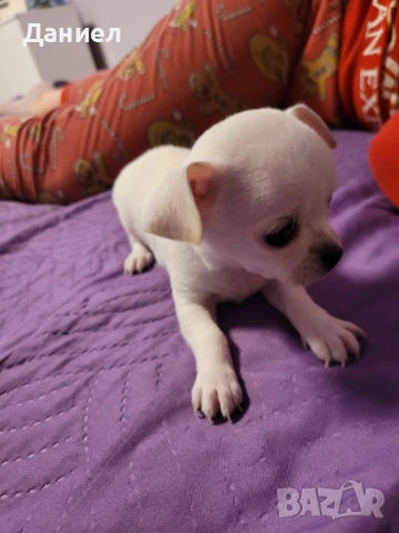 Чихуахуа момиче, снимка 3 - Други животни - 52745413