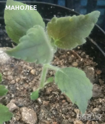 🪷🪷🎁🪷Колерия🎁🪴🪷, снимка 2 - Градински цветя и растения - 53028794