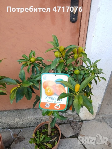 цитруси с плодове, снимка 3 - Стайни растения - 53201177