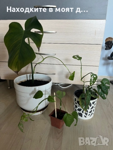 Комплект 3 вида монстера