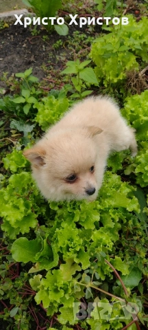 Померан , снимка 2 - Померан - 52353890