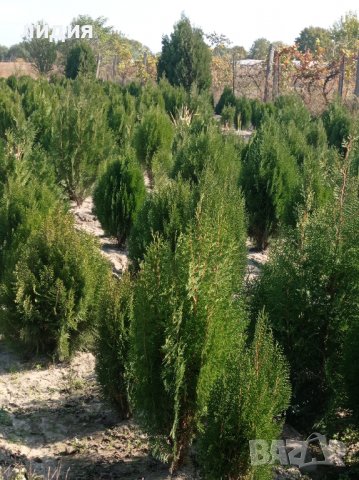 Източна туя , вечнозелена, снимка 4 - Градински цветя и растения - 39556021