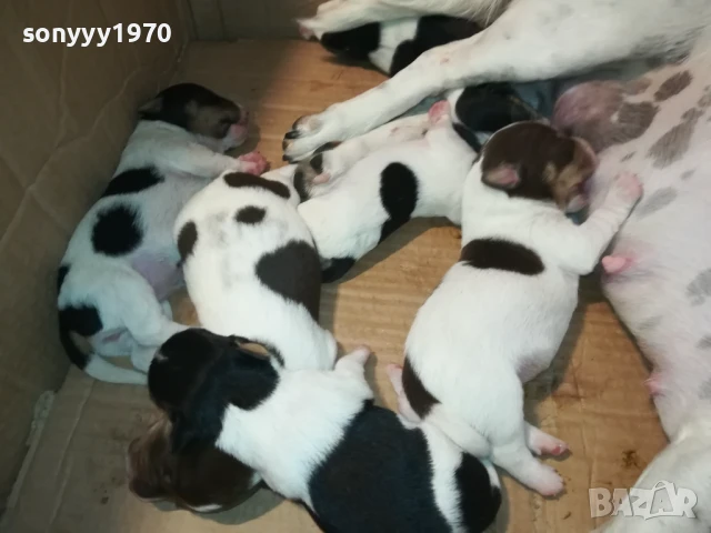 ДЖАК РЪСЕЛ 1908250701, снимка 18 - Джак ръсел териер - 51412033