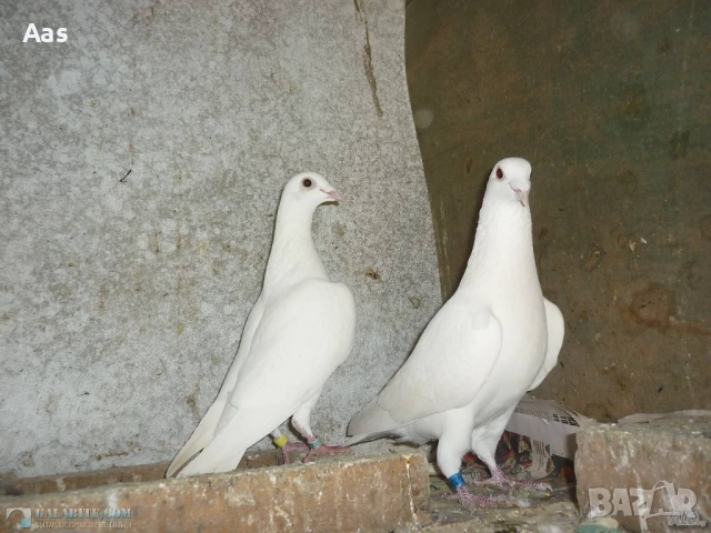 Бели спортни гълъби, снимка 2 - Гълъби - 51740526